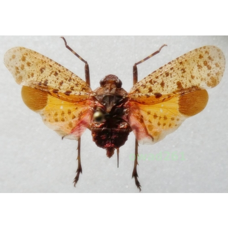 Penthicodes pulchella (Guérin-Méneville, 1838) 33mm Indonesia, Java Is